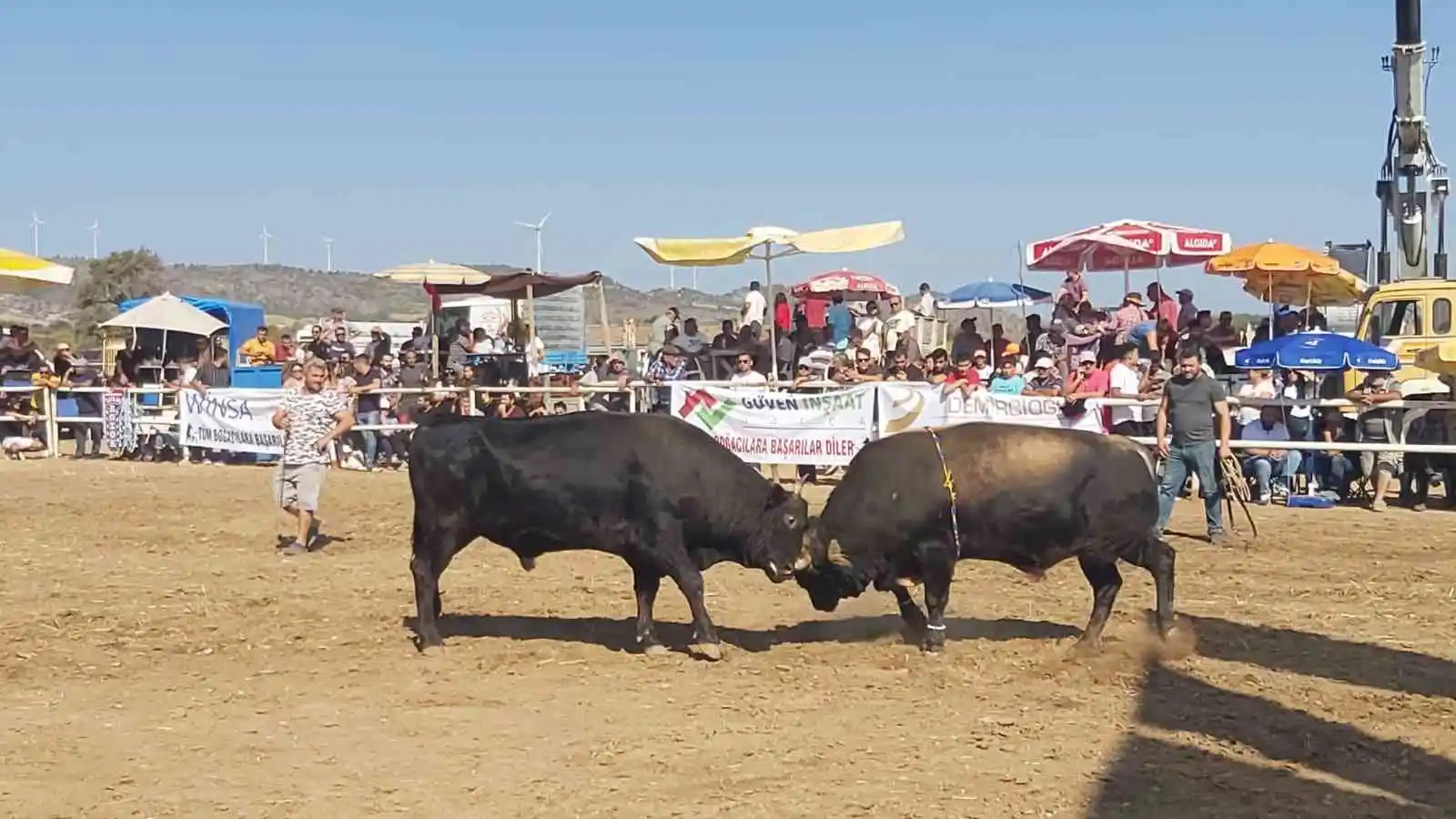 Datça'da boğa güreşleri nefes kesti