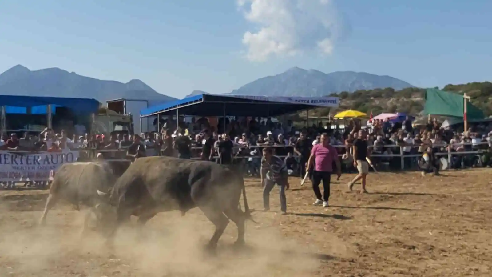 Datça’da boğa güreşleri nefes kesti