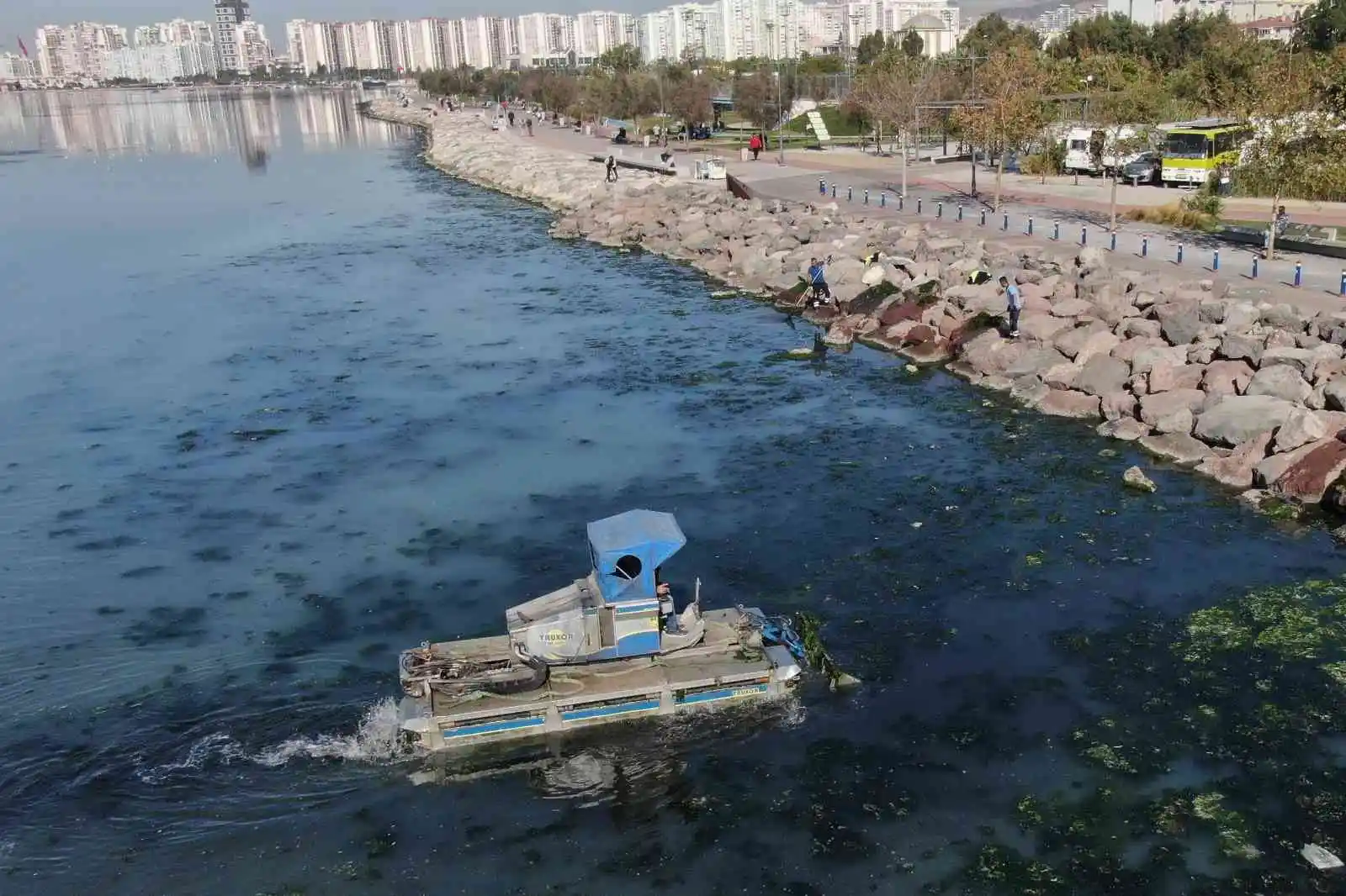 Deniz marulu yeniden İzmir Körfezi'nde
