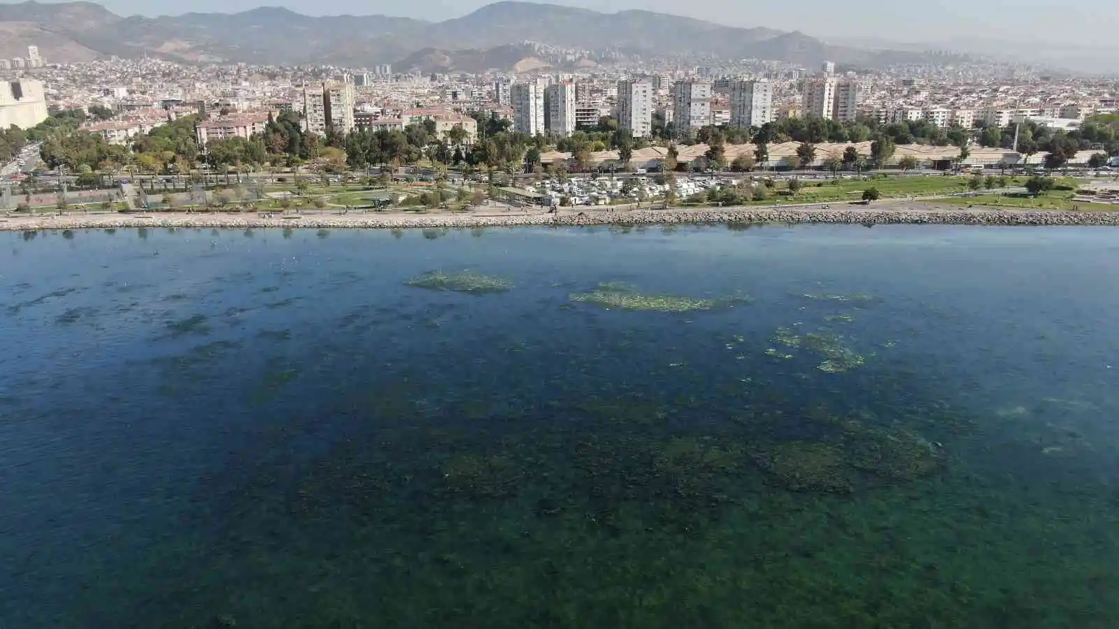 Deniz marulu yeniden İzmir Körfezi’nde
