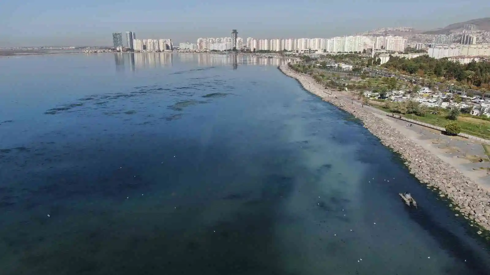 Deniz marulu yeniden İzmir Körfezi’nde
