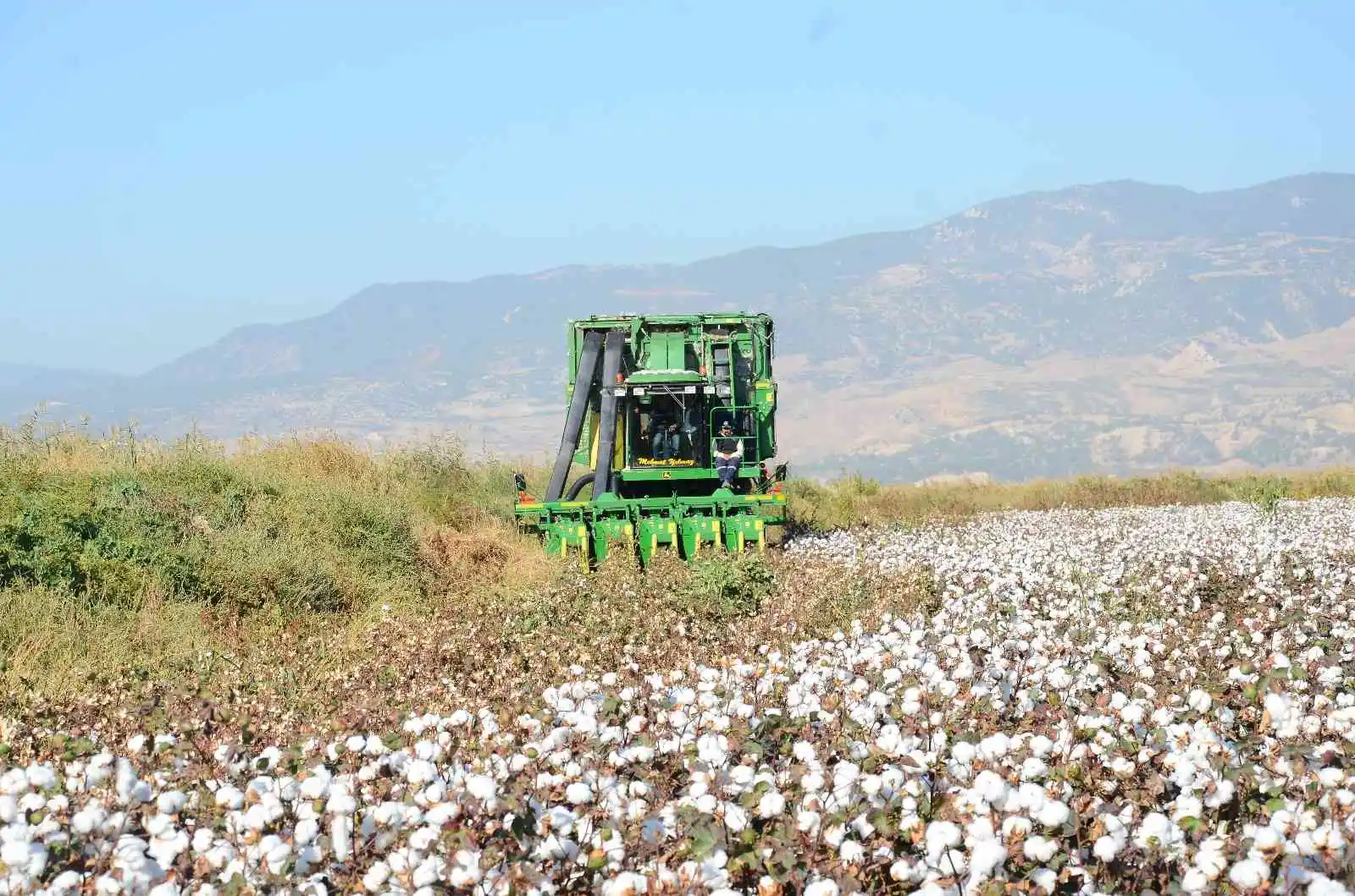 Denizli’de beyaz altın hasadı devam ediyor