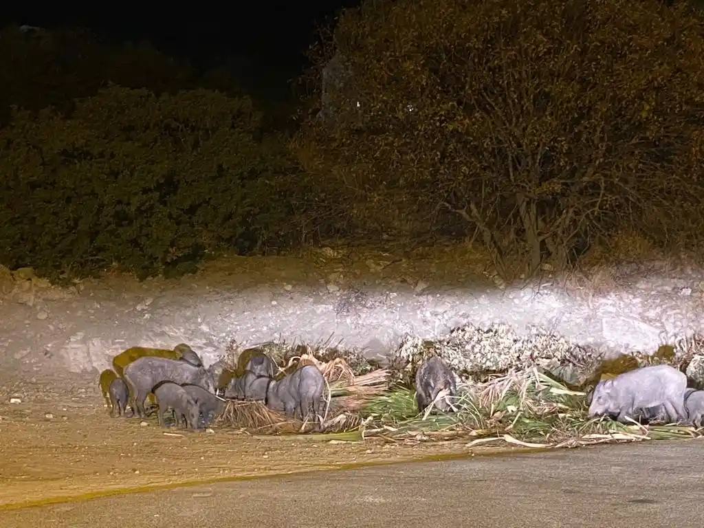 Domuz ailesi yemek bulamayınca Bodrum’a indi