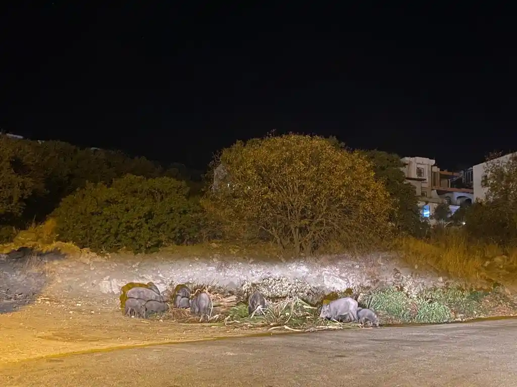 Domuz ailesi yemek bulamayınca Bodrum’a indi