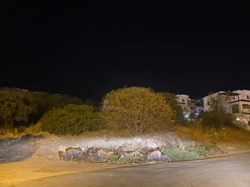 Domuz ailesi yemek bulamayınca Bodrum’a indi