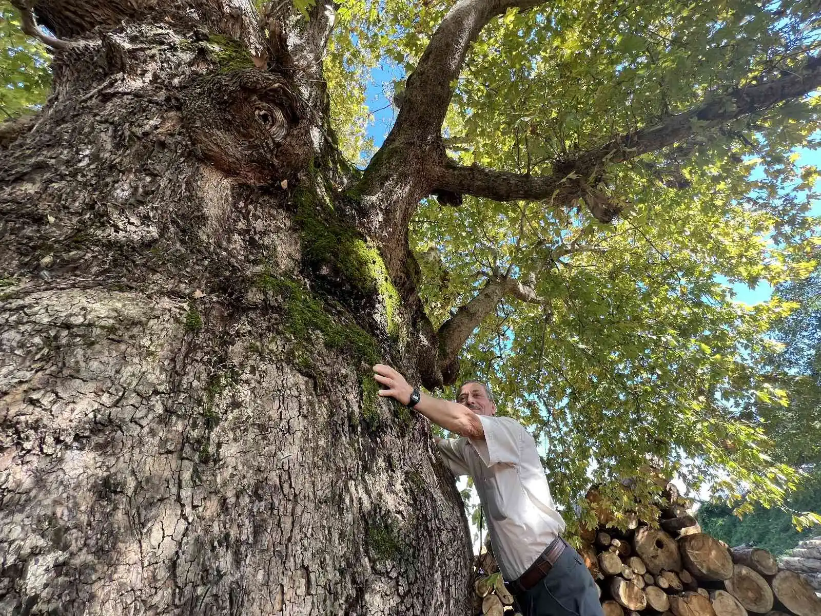 Düzce’yi gezerken keşfettiği ağaç tescillendi