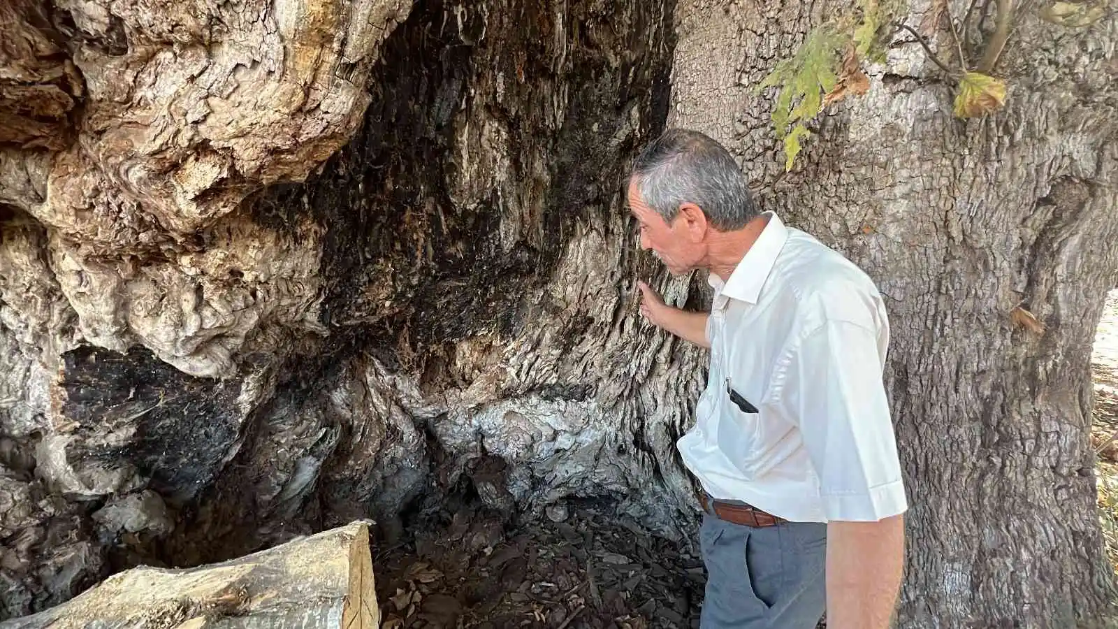 Düzce’yi gezerken keşfettiği ağaç tescillendi