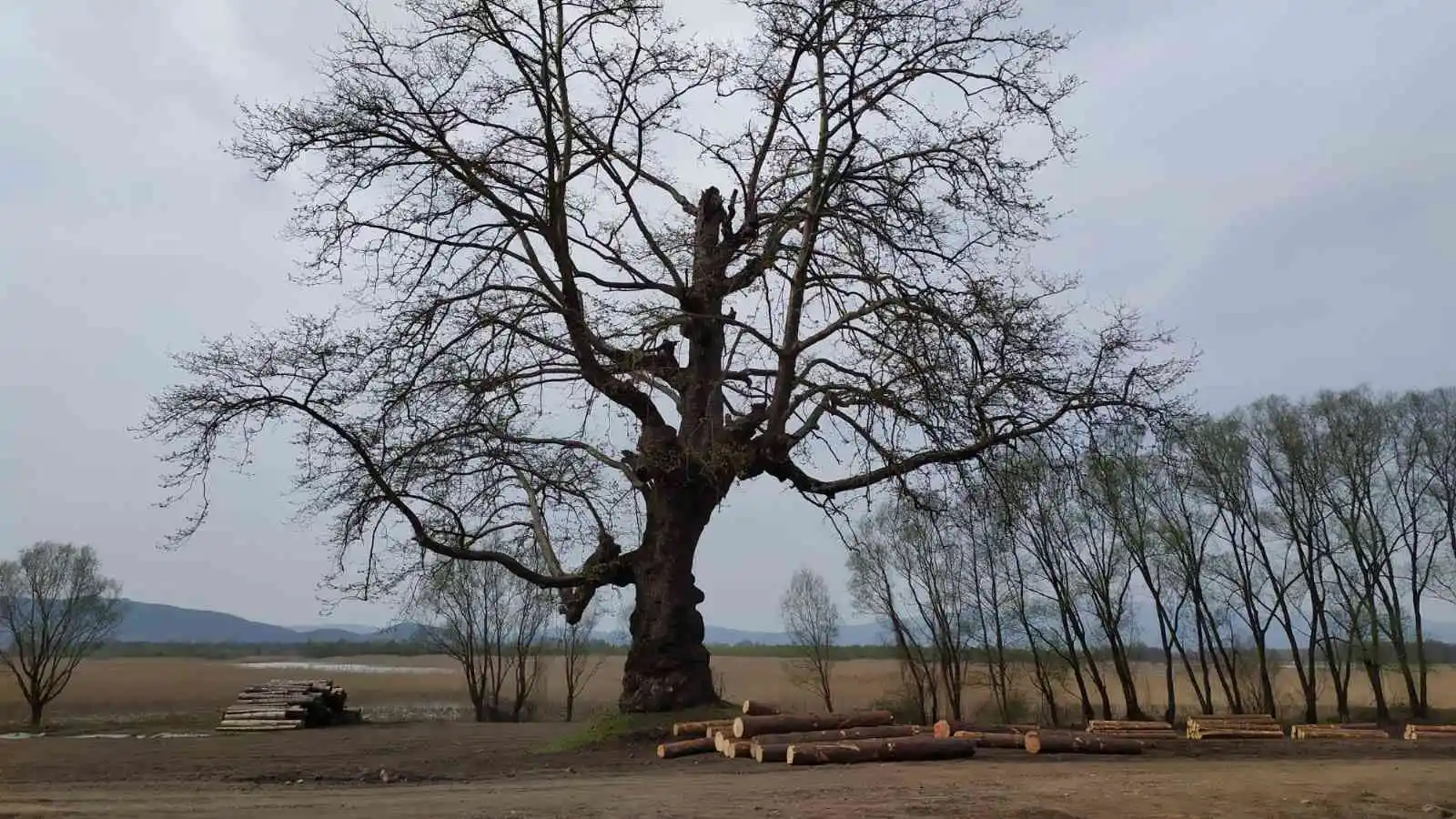 Düzce’yi gezerken keşfettiği ağaç tescillendi