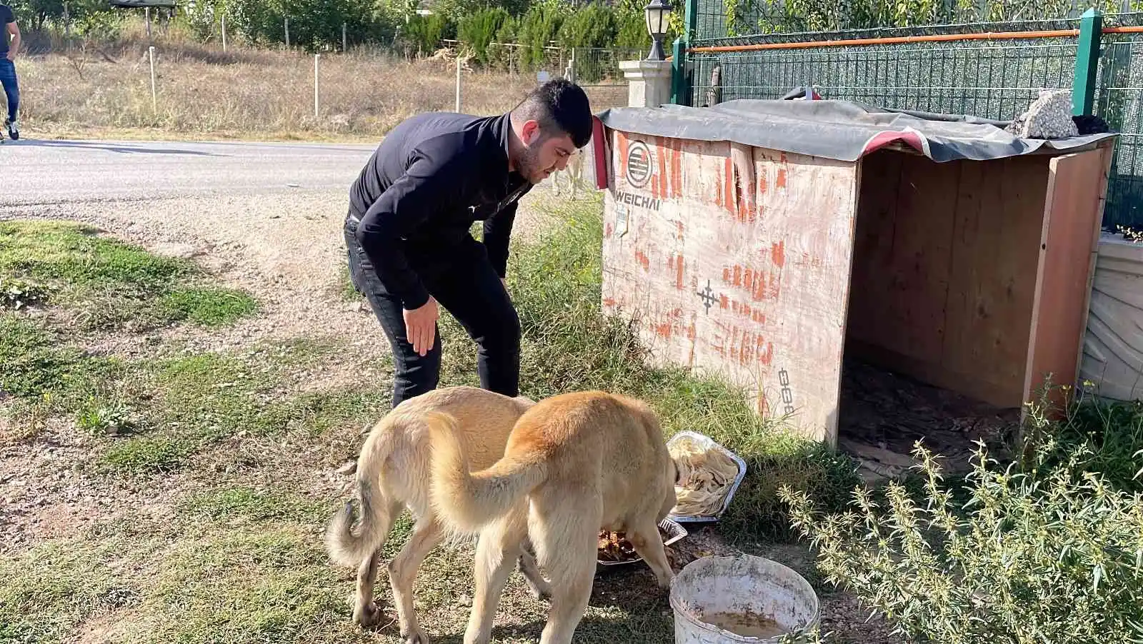 Eskişehirli firmadan sokak hayvanlarına özel gün yemeği
