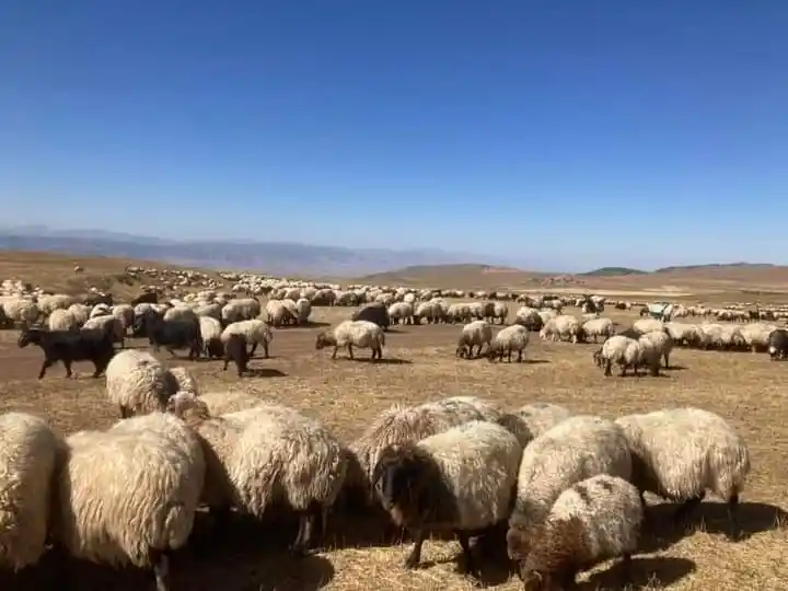 Güroymak'ta hayvan aşılama çalışması
