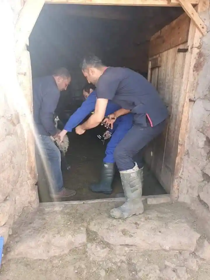 Güroymak’ta hayvan aşılama çalışması
