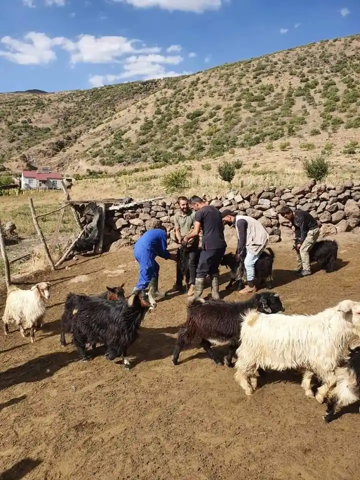 Güroymak’ta hayvan aşılama çalışması
