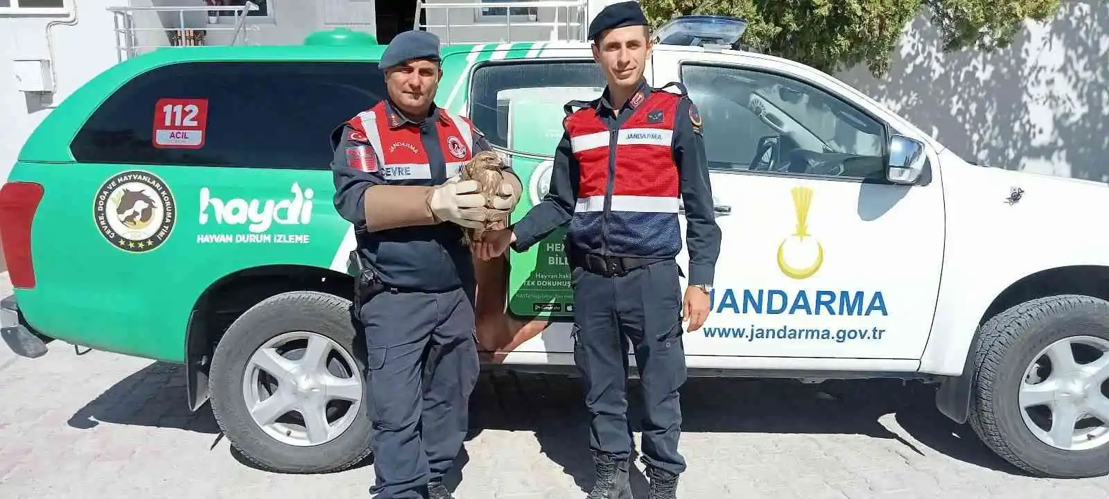 Jandarma tarafından yaralı olarak bulunan şahin tedavi altına alındı
