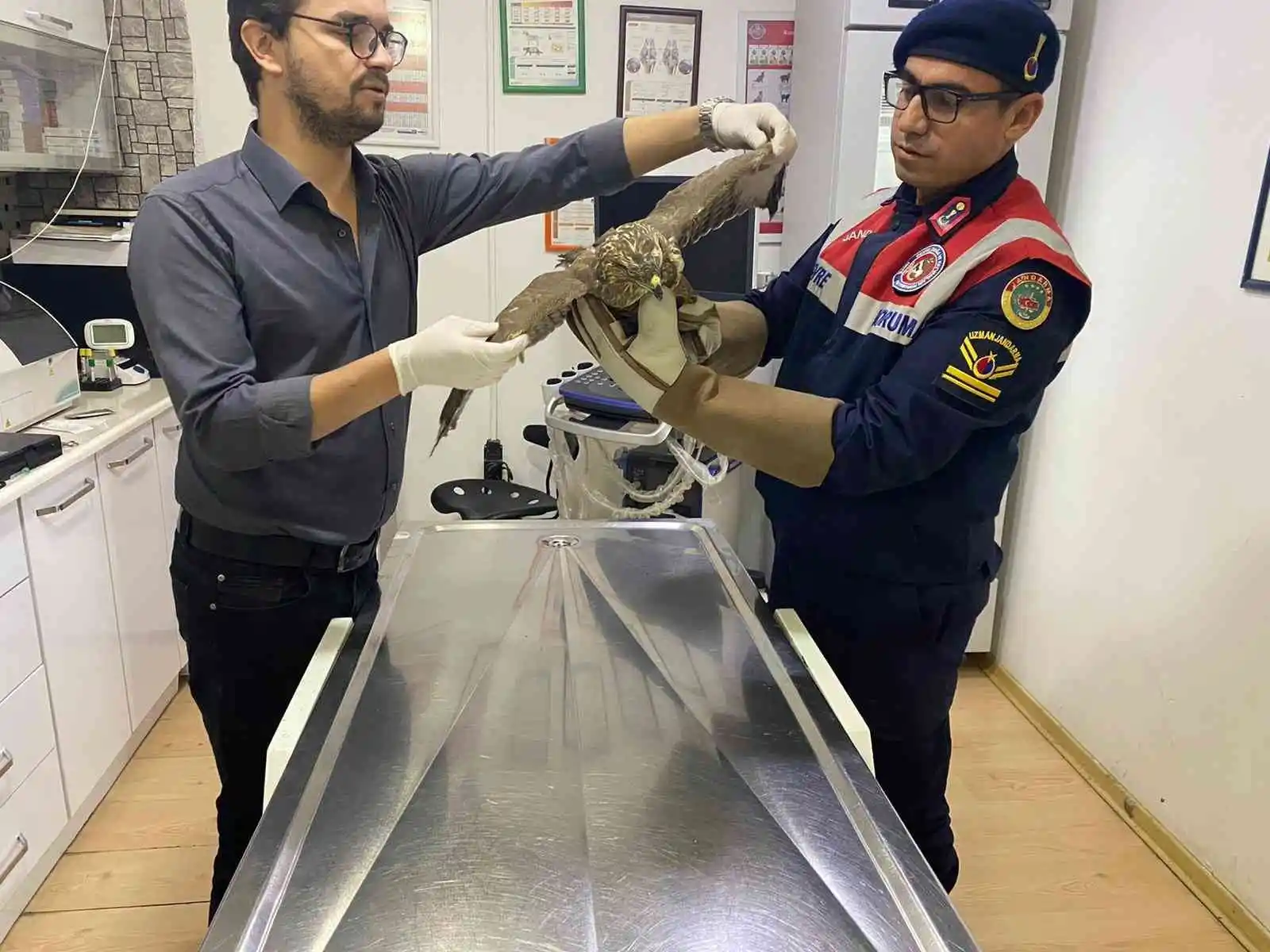 Jandarma tarafından yaralı olarak bulunan şahin tedavi altına alındı
