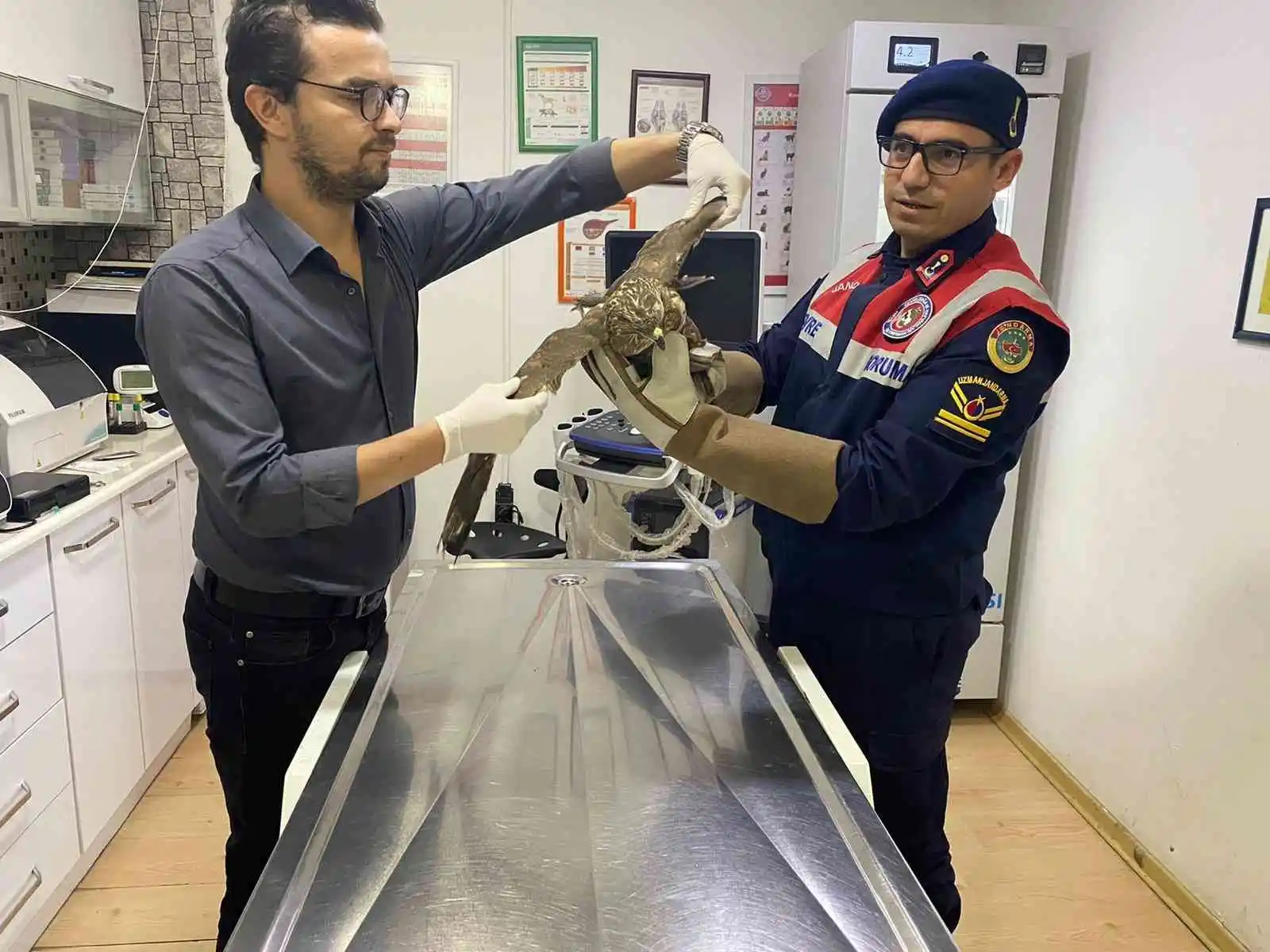 Jandarma tarafından yaralı olarak bulunan şahin tedavi altına alındı
