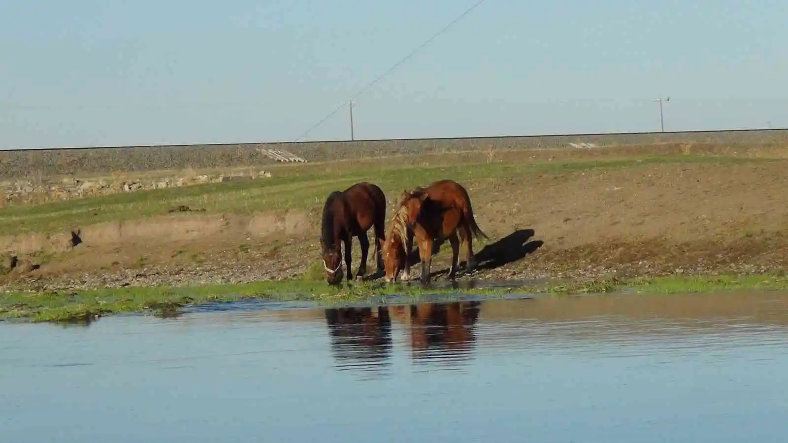 Kars’ta yılkı atları doğal ortamında görüntülendi
