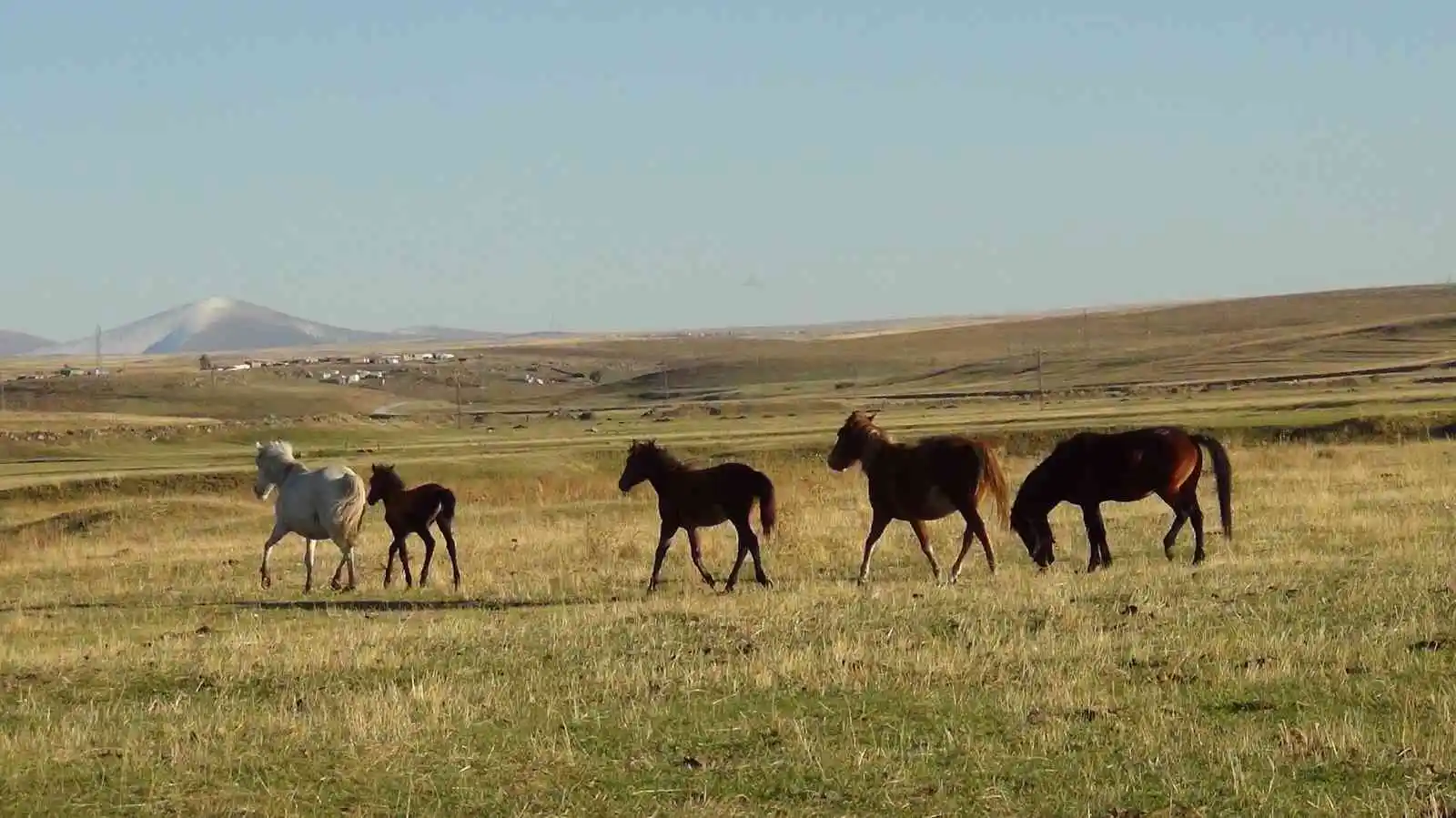 Kars’ta yılkı atları doğal ortamında görüntülendi
