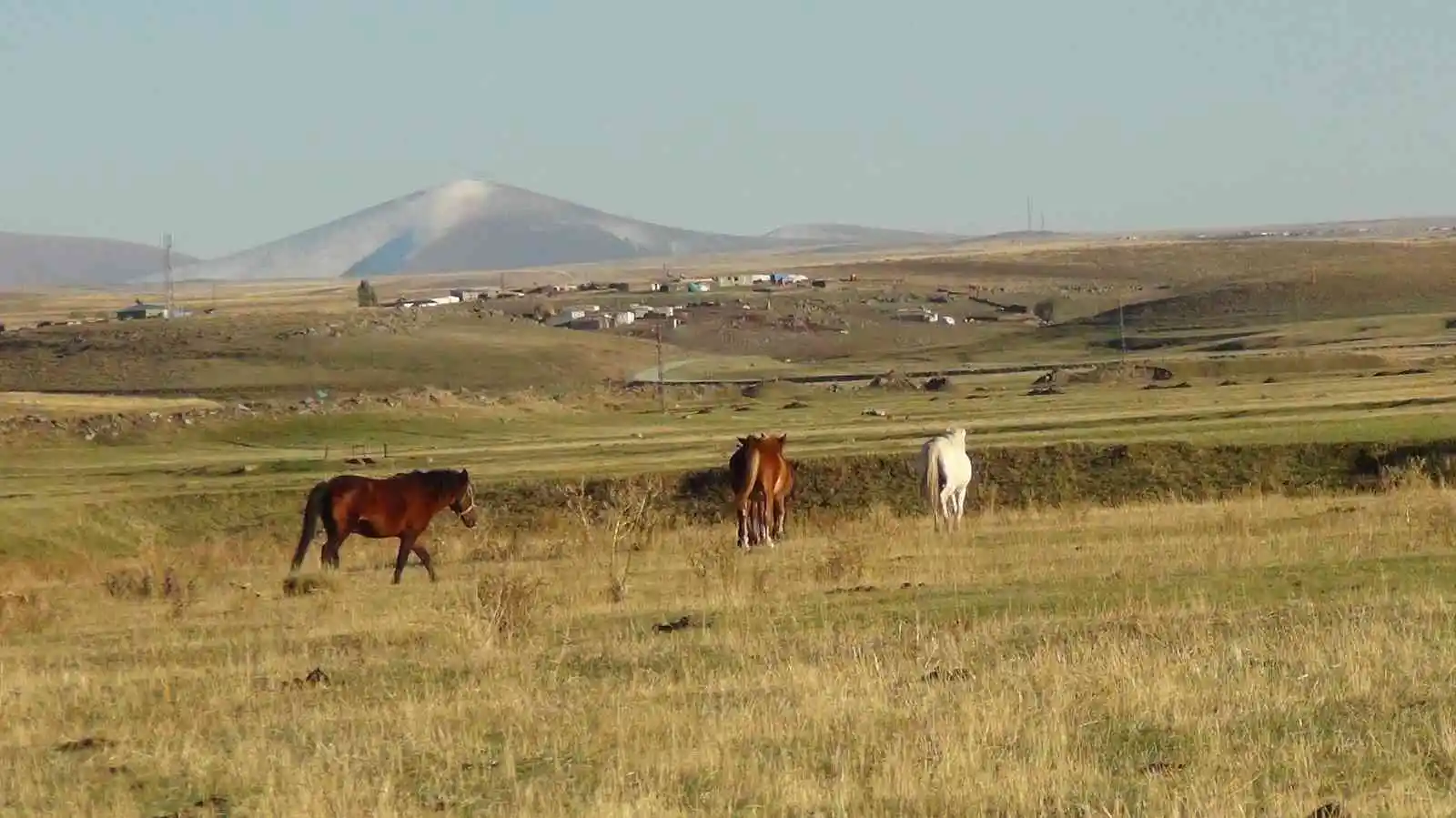 Kars’ta yılkı atları doğal ortamında görüntülendi
