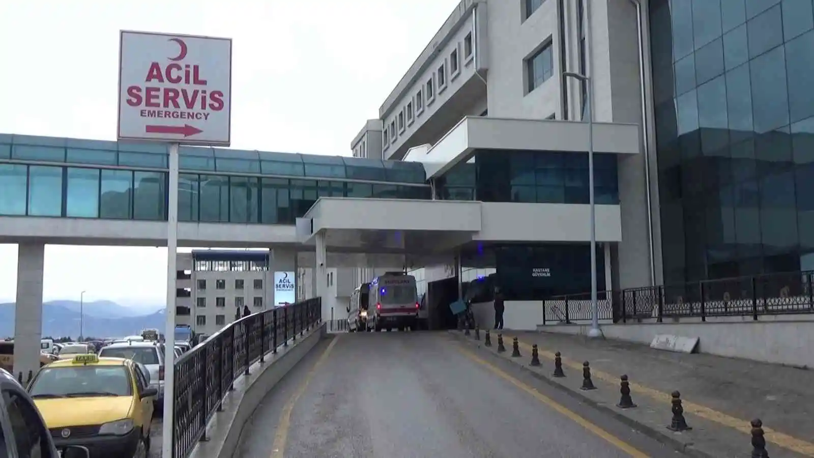 Kestane toplarken ayı saldırısına uğraşan şahıs yaralandı