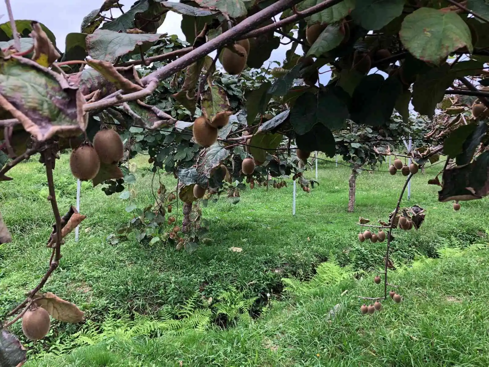 Kivi Rize çayına alternatif olamadı