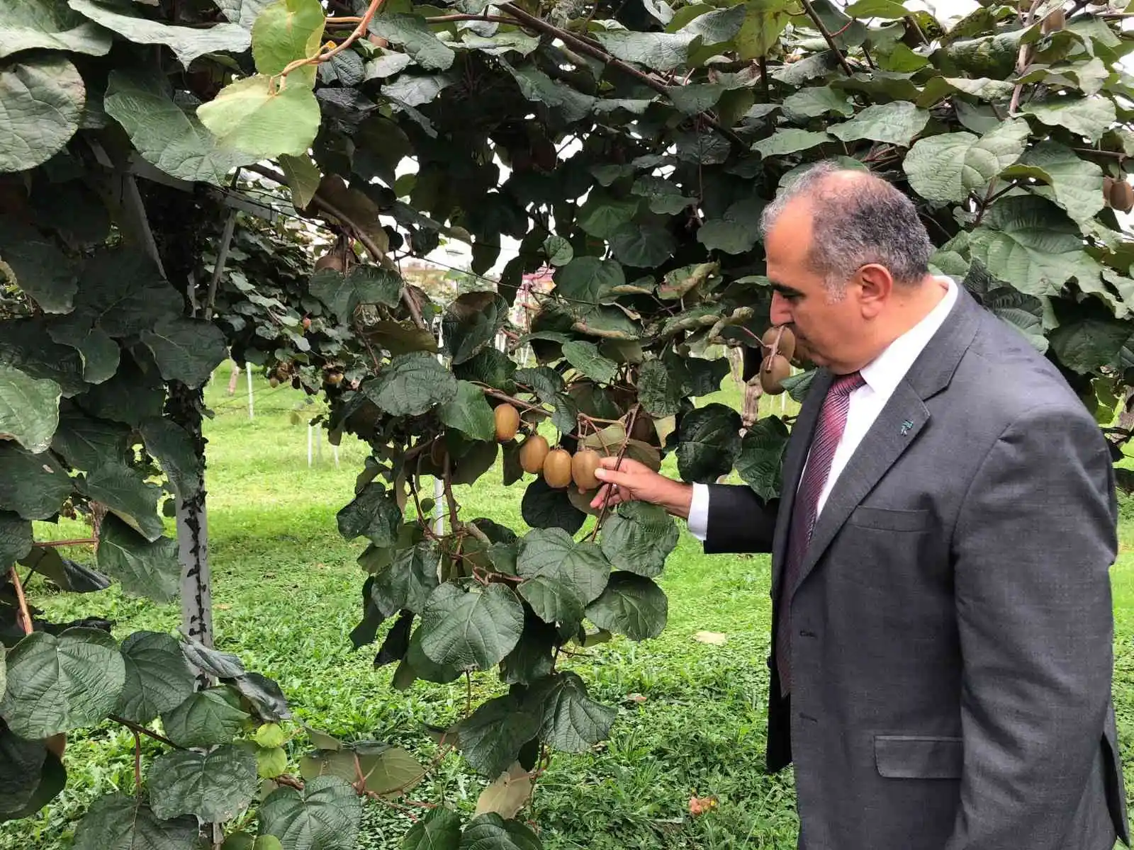 Kivi Rize çayına alternatif olamadı
