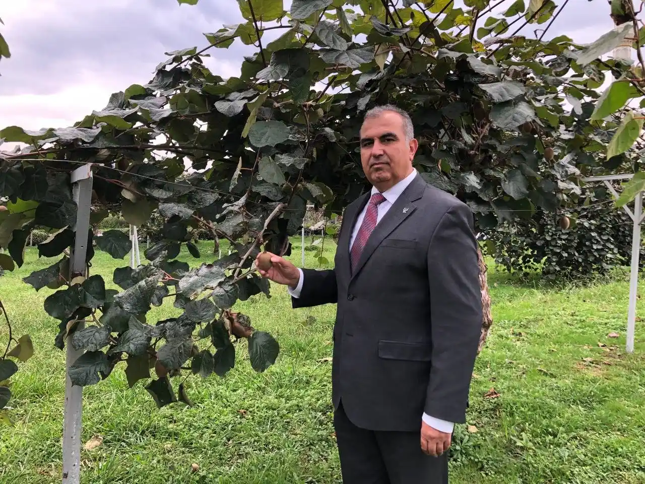 Kivi Rize çayına alternatif olamadı