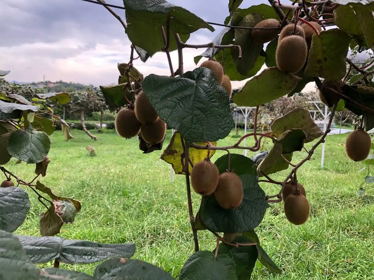 Kivi Rize çayına alternatif olamadı