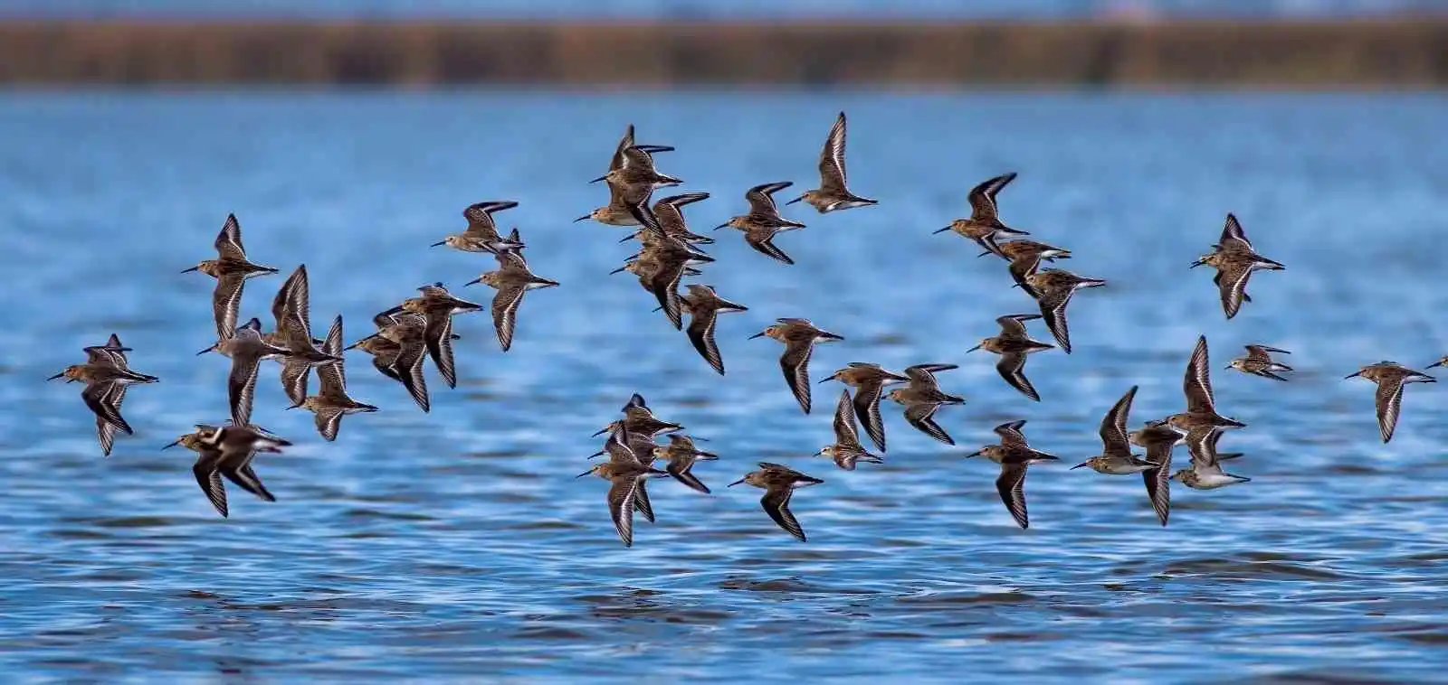 Kızılırmak Deltası’nda en iyi kuş gözlem zamanı
