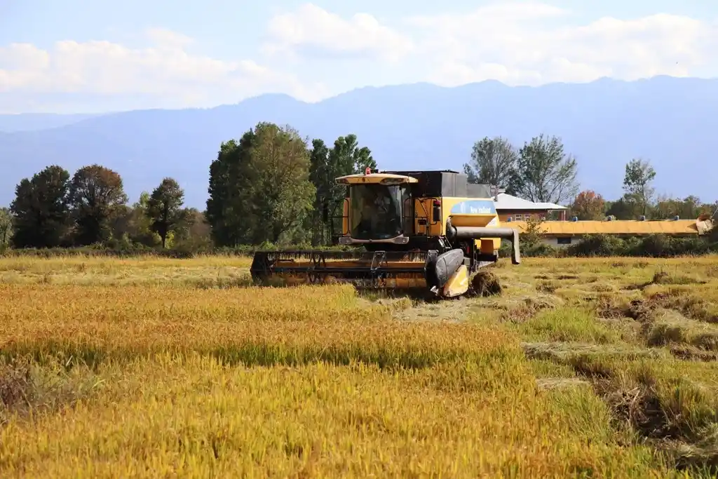 Konuralp pirincinde yeni dönem hasadı yapılıyor
