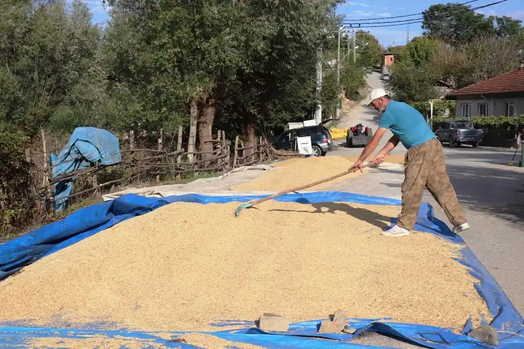 Konuralp pirincinde yeni dönem hasadı yapılıyor
