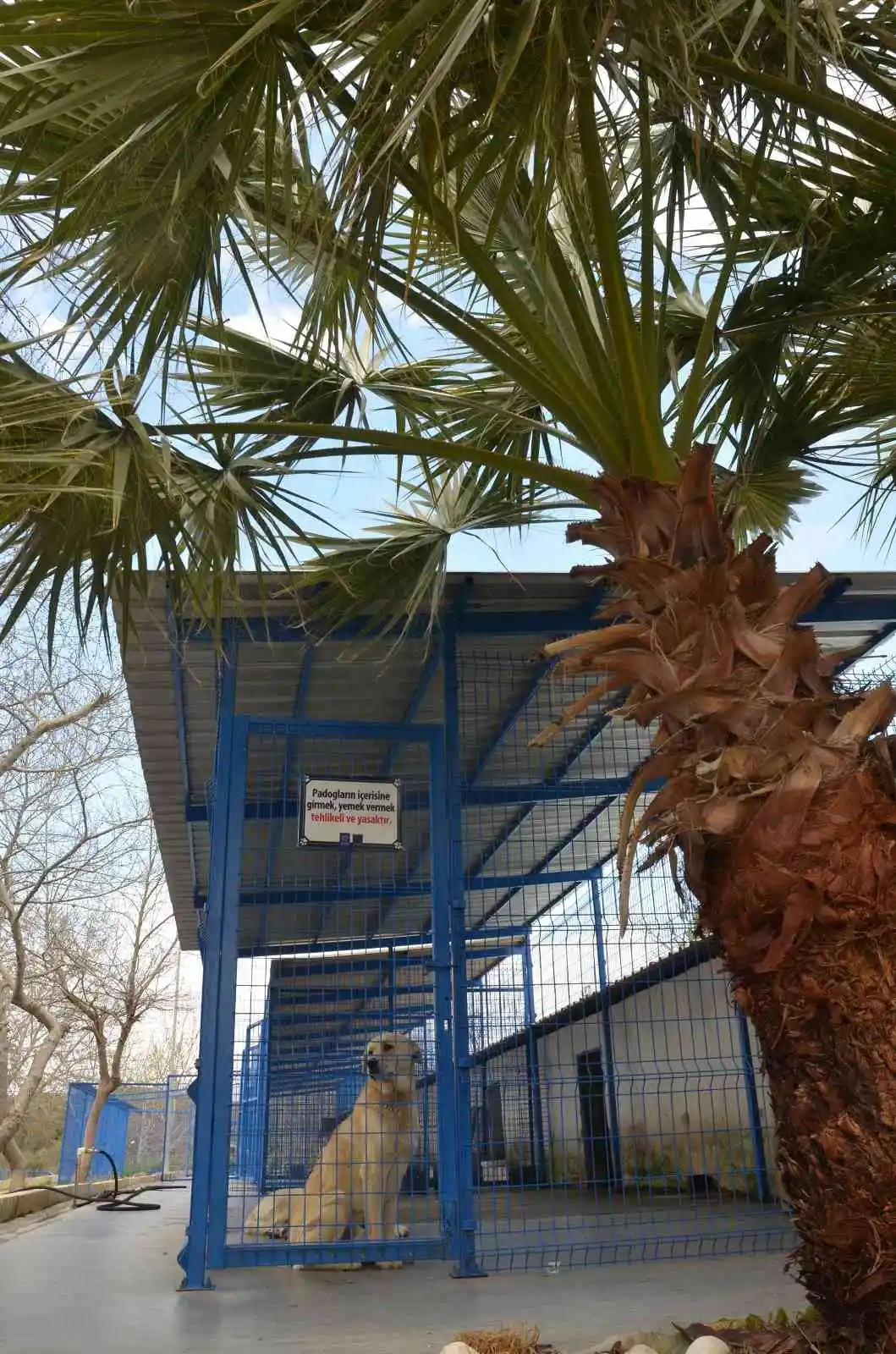 Kuşadası’nda can dostlar ’Haybulans’lara emanet
