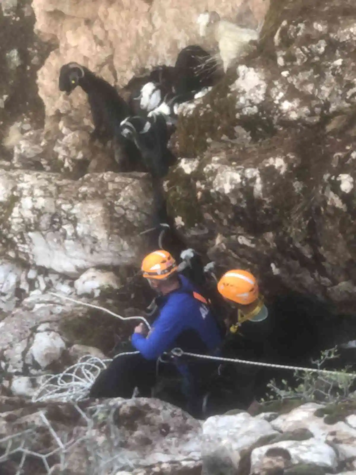 Mahsur kalan keçileri AFAD ekipleri kurtardı
