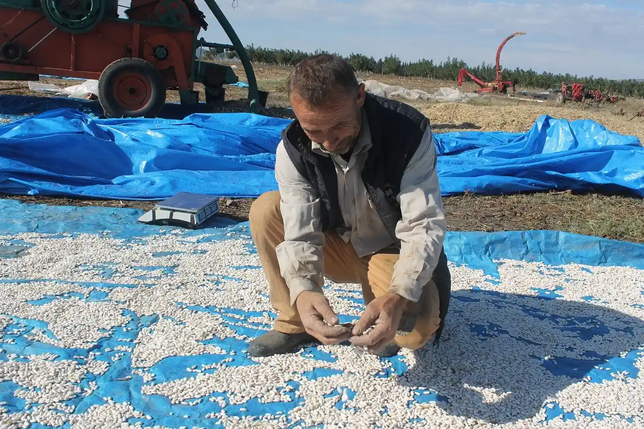 Manyas'ta Kazak fasulyesi hasadı başladı
