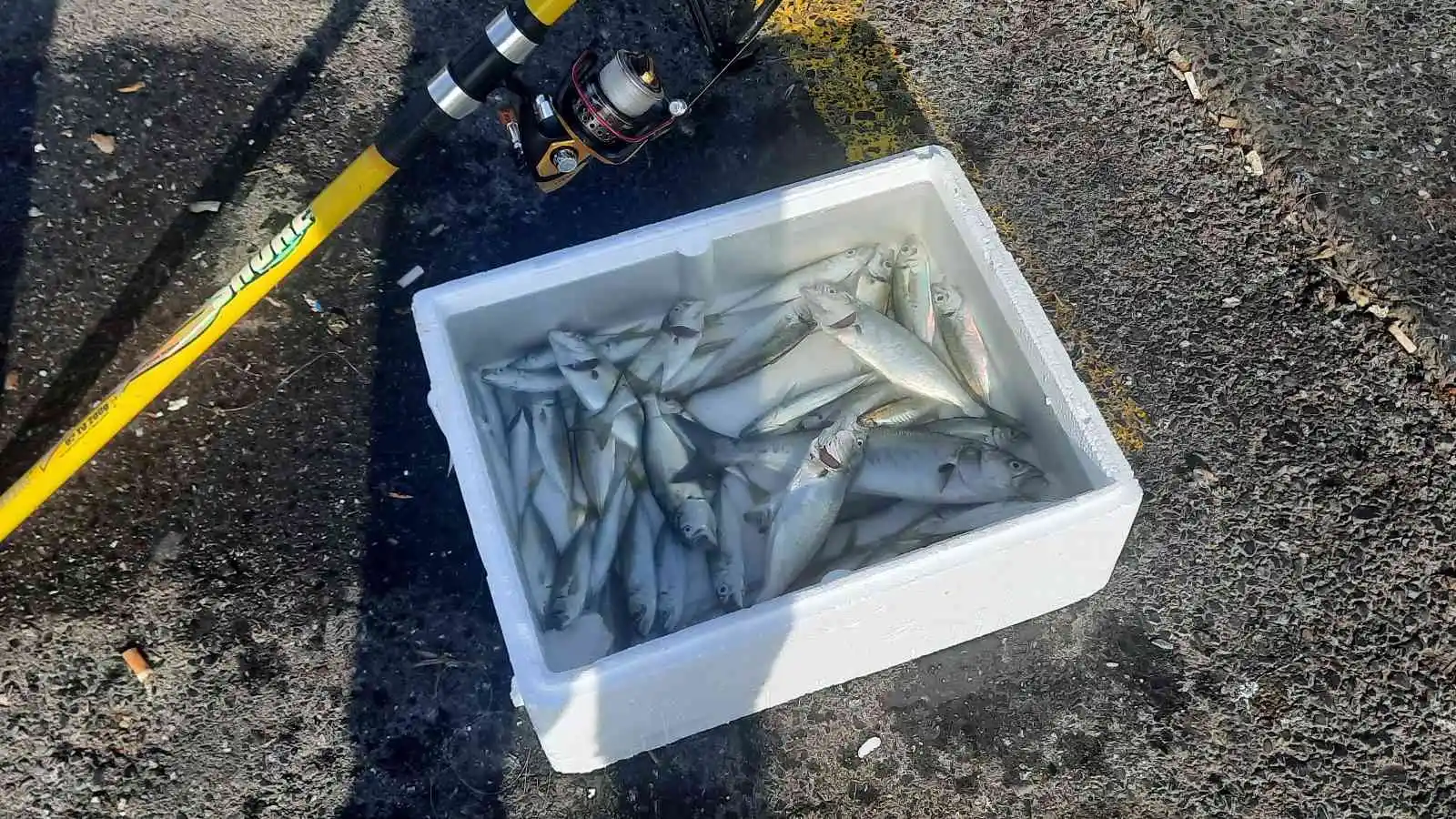 Marmara Denizi için tehlike çanları çalıyor: