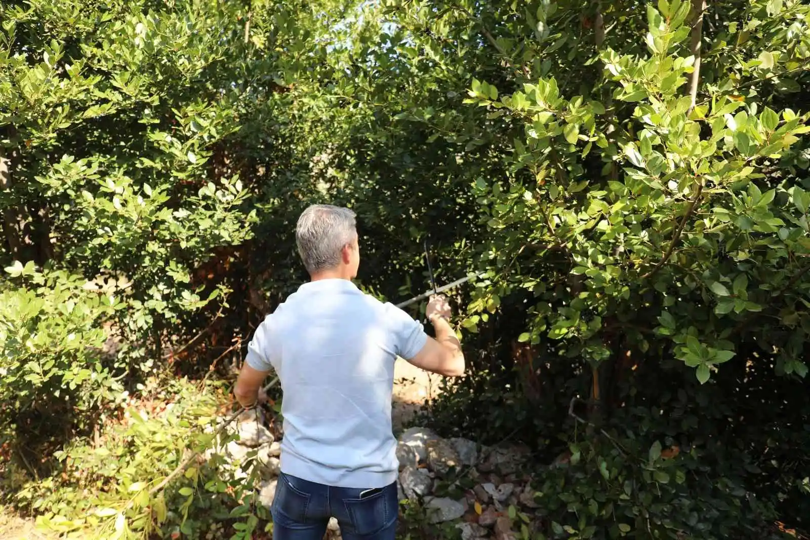 Marmaris Belediyesi’nden defne atağı
