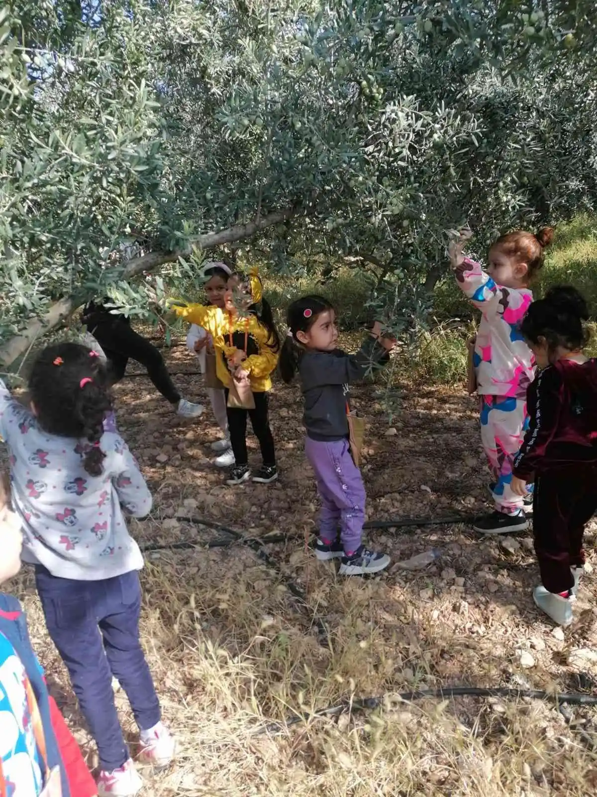 Mersin’de minik öğrenciler zeytin hasadı yaptı
