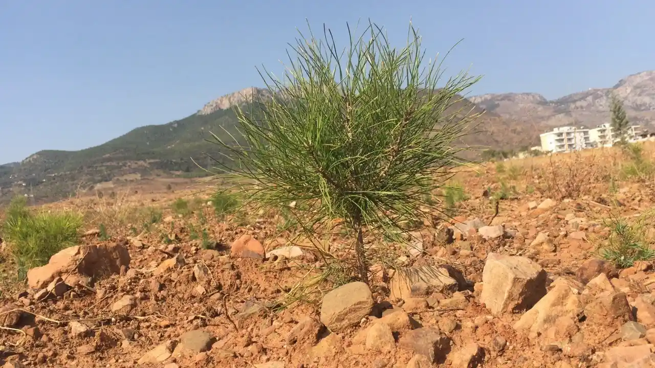 Milyonlarca tohum toprakla buluşmaya başladı, yanan ormanlar tekrar yeşerecek