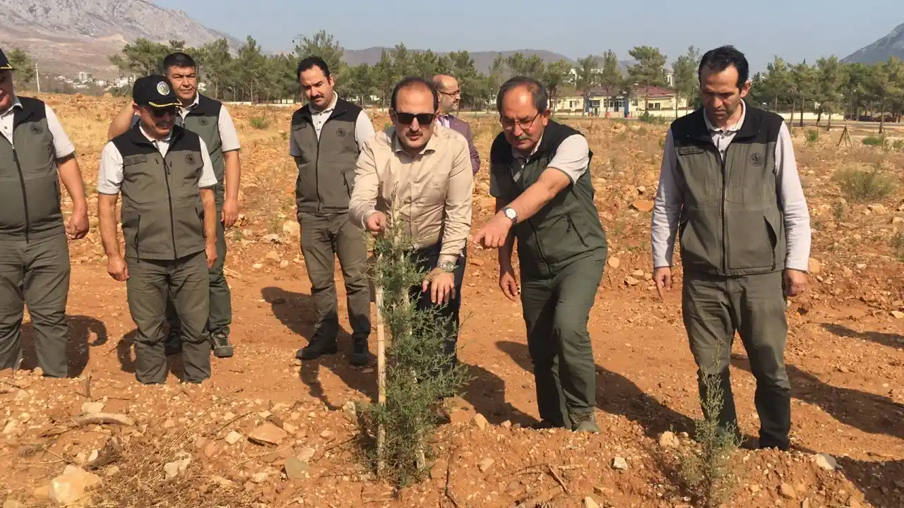 Milyonlarca tohum toprakla buluşmaya başladı, yanan ormanlar tekrar yeşerecek