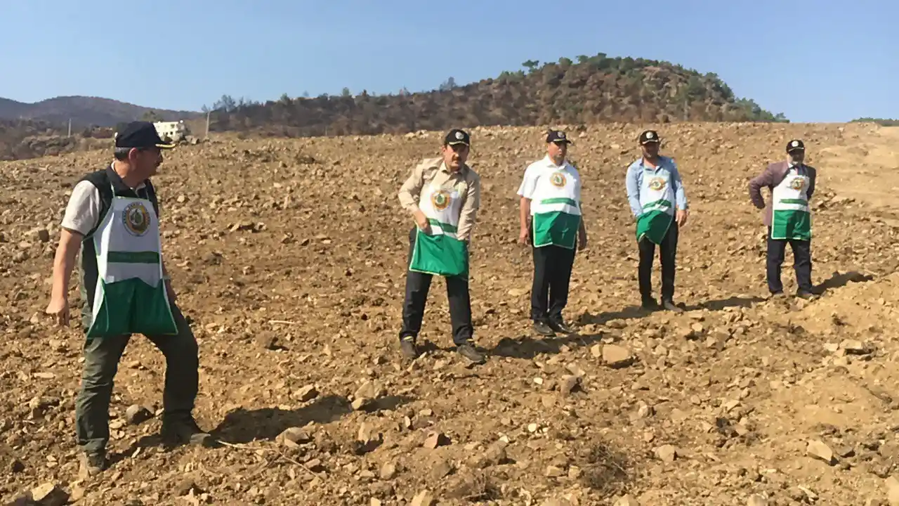 Milyonlarca tohum toprakla buluşmaya başladı, yanan ormanlar tekrar yeşerecek