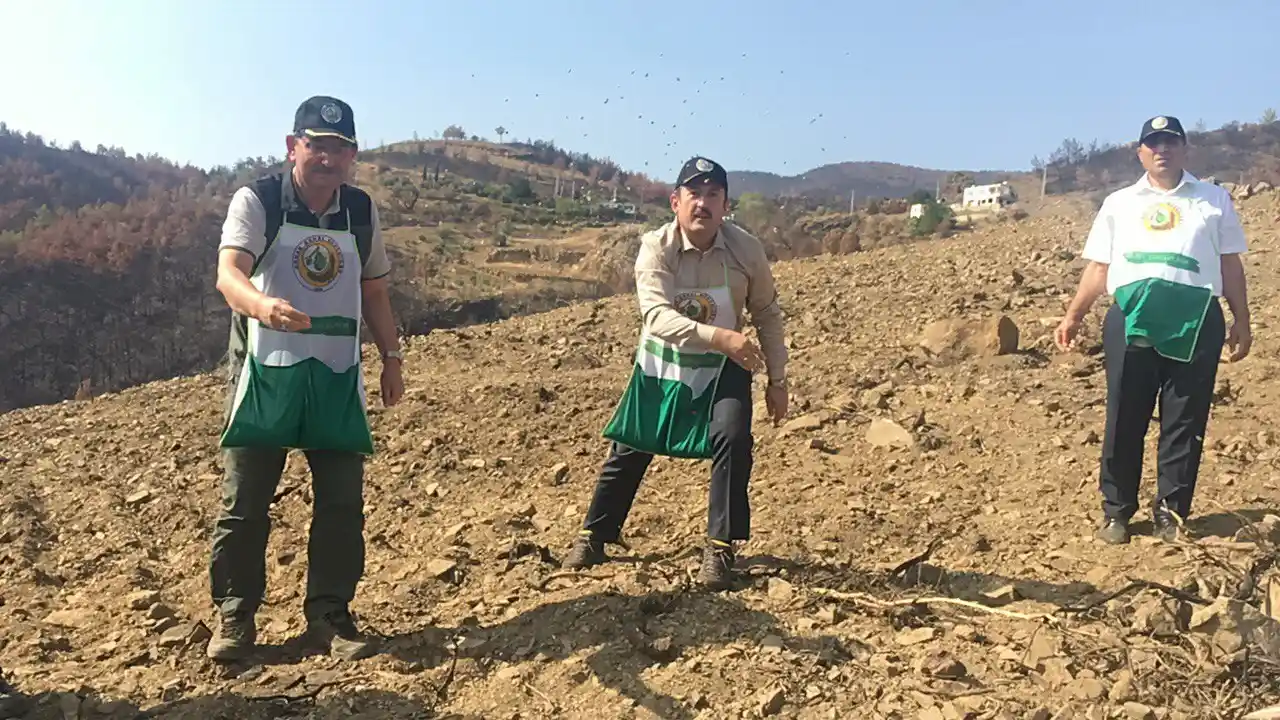 Milyonlarca tohum toprakla buluşmaya başladı, yanan ormanlar tekrar yeşerecek