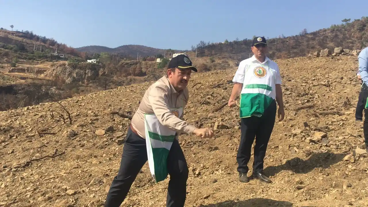 Milyonlarca tohum toprakla buluşmaya başladı, yanan ormanlar tekrar yeşerecek