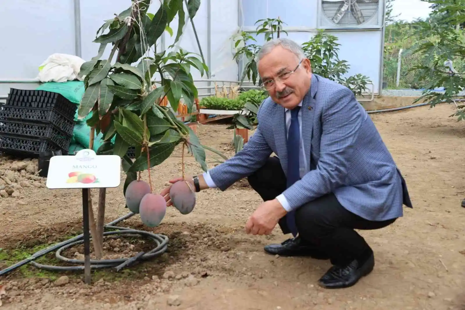 Ordu'da yeni trend: Tropikal meyve yetiştiriciliği
