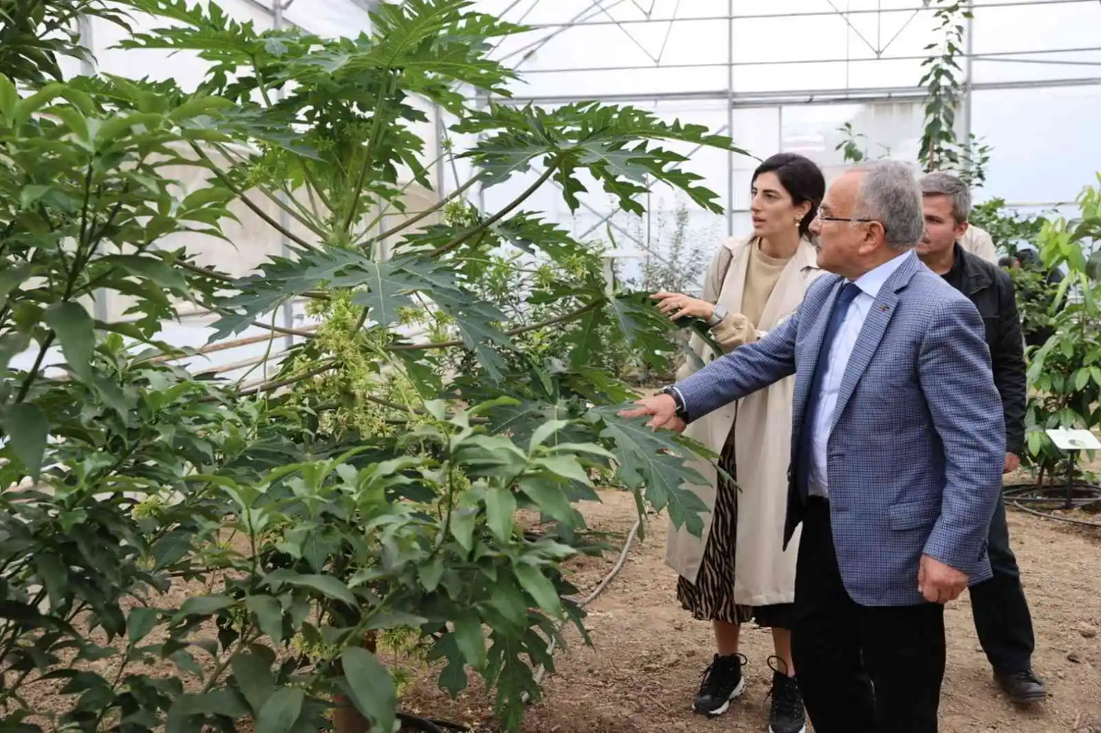 Ordu’da yeni trend: Tropikal meyve yetiştiriciliği
