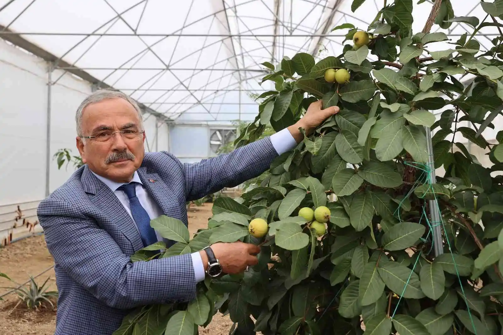 Ordu’da yeni trend: Tropikal meyve yetiştiriciliği
