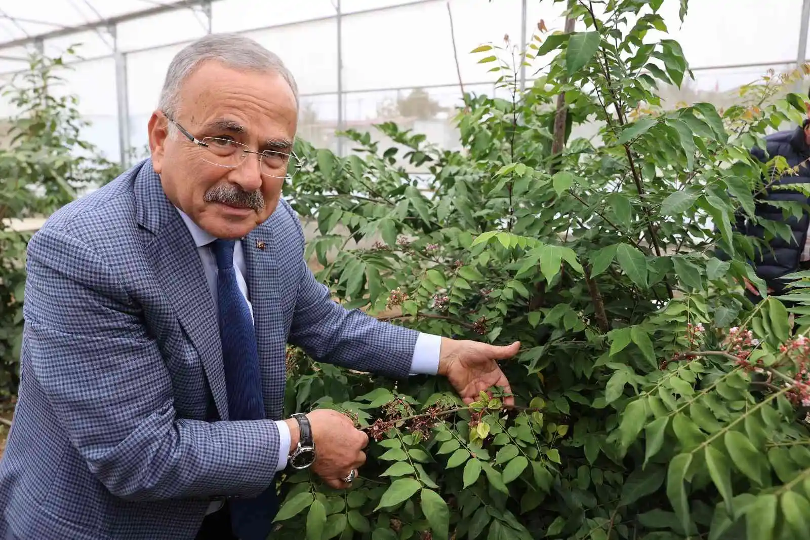 Ordu’da yeni trend: Tropikal meyve yetiştiriciliği
