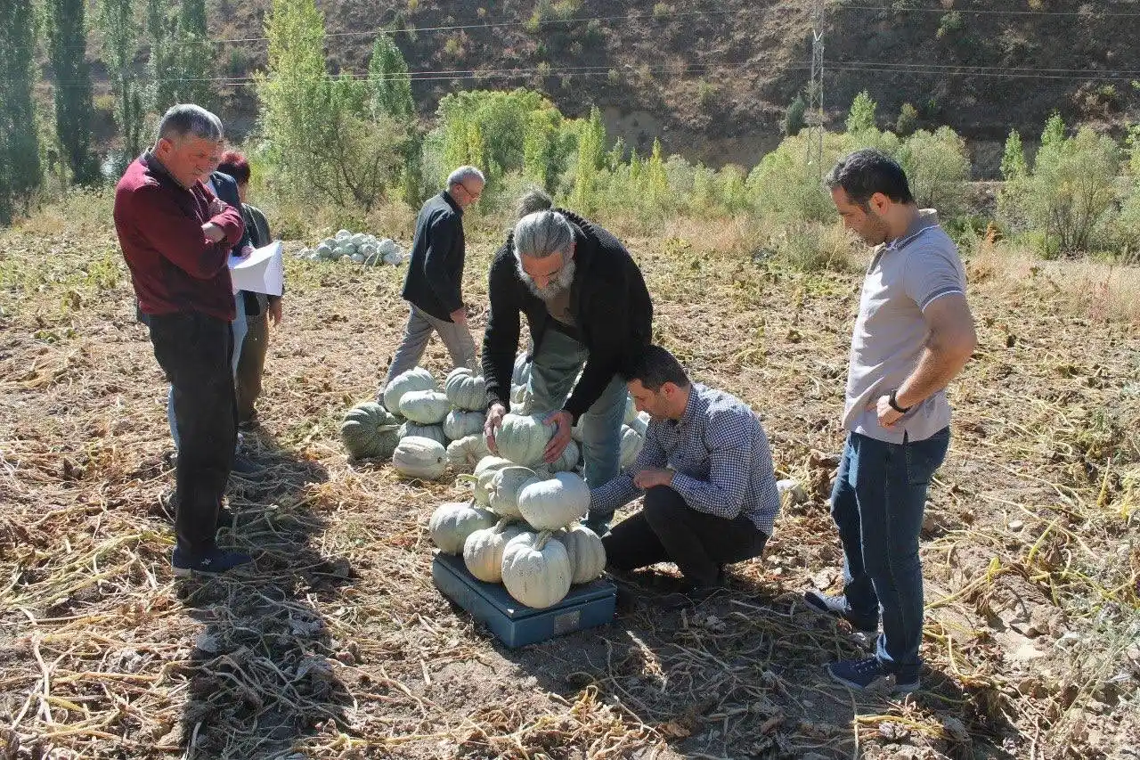 Organik Bayburt bal kabağı tarladan tezgaha tezgahtan sofraya ulaşıyor