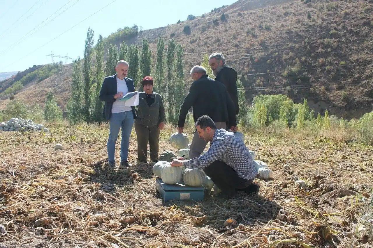 Organik Bayburt bal kabağı tarladan tezgaha tezgahtan sofraya ulaşıyor