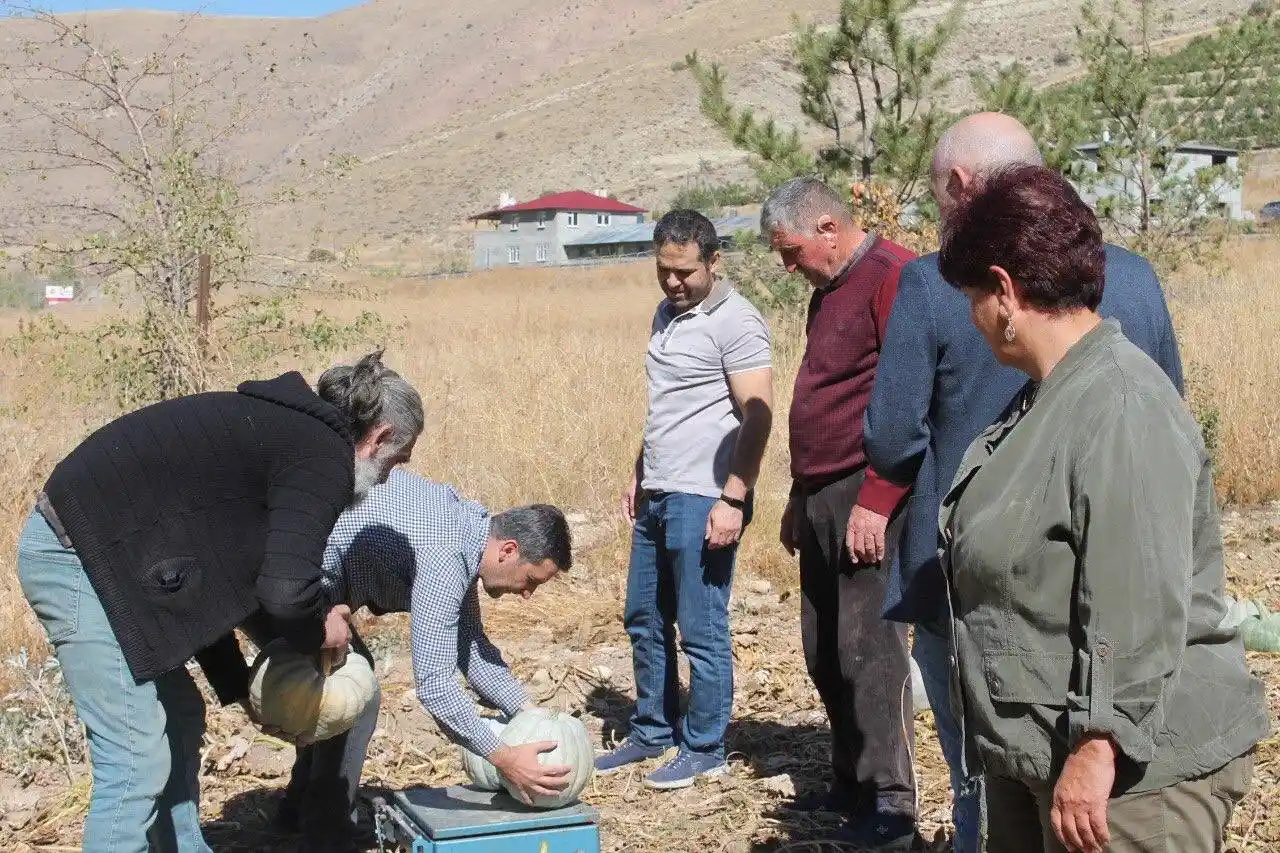Organik Bayburt bal kabağı tarladan tezgaha tezgahtan sofraya ulaşıyor