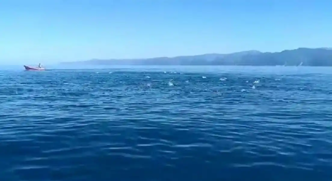 Palamut bolluğunun yaşandığı Karadeniz'de balıklar deniz üstünde dans gösterisi yaptı
