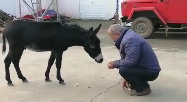 Rize'de başı boş sıpa yakıt istasyonuna sığındı